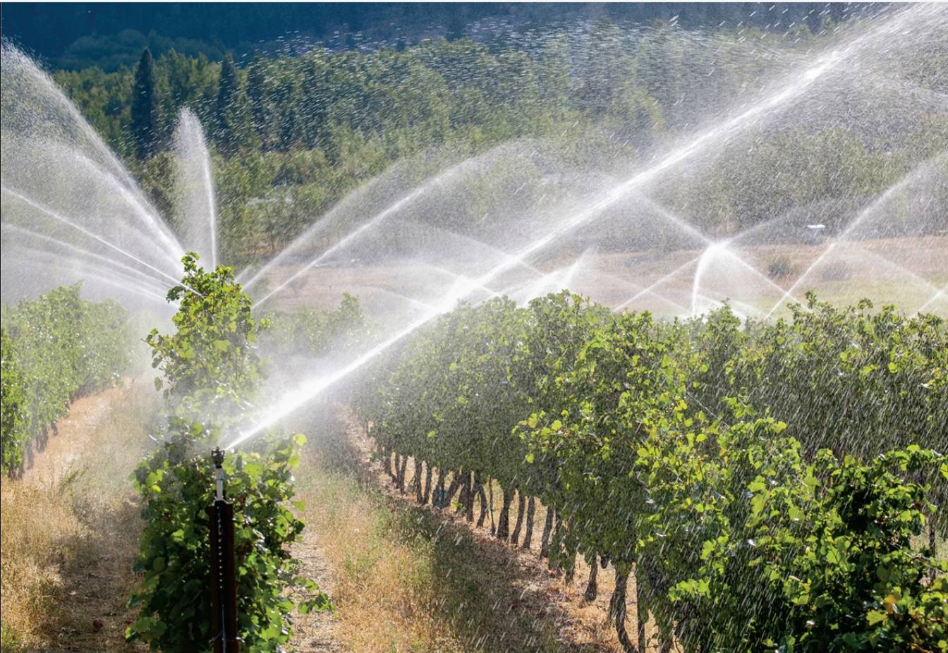 精准灌溉与水肥管理